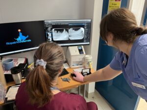 Veterinary dentist reviewing dog's dental x-rays