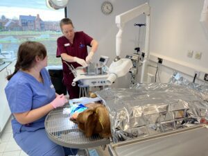 Labrador having root canal dental procedure performed