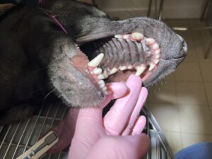 Close up of Malinois' teeth before dental surgery