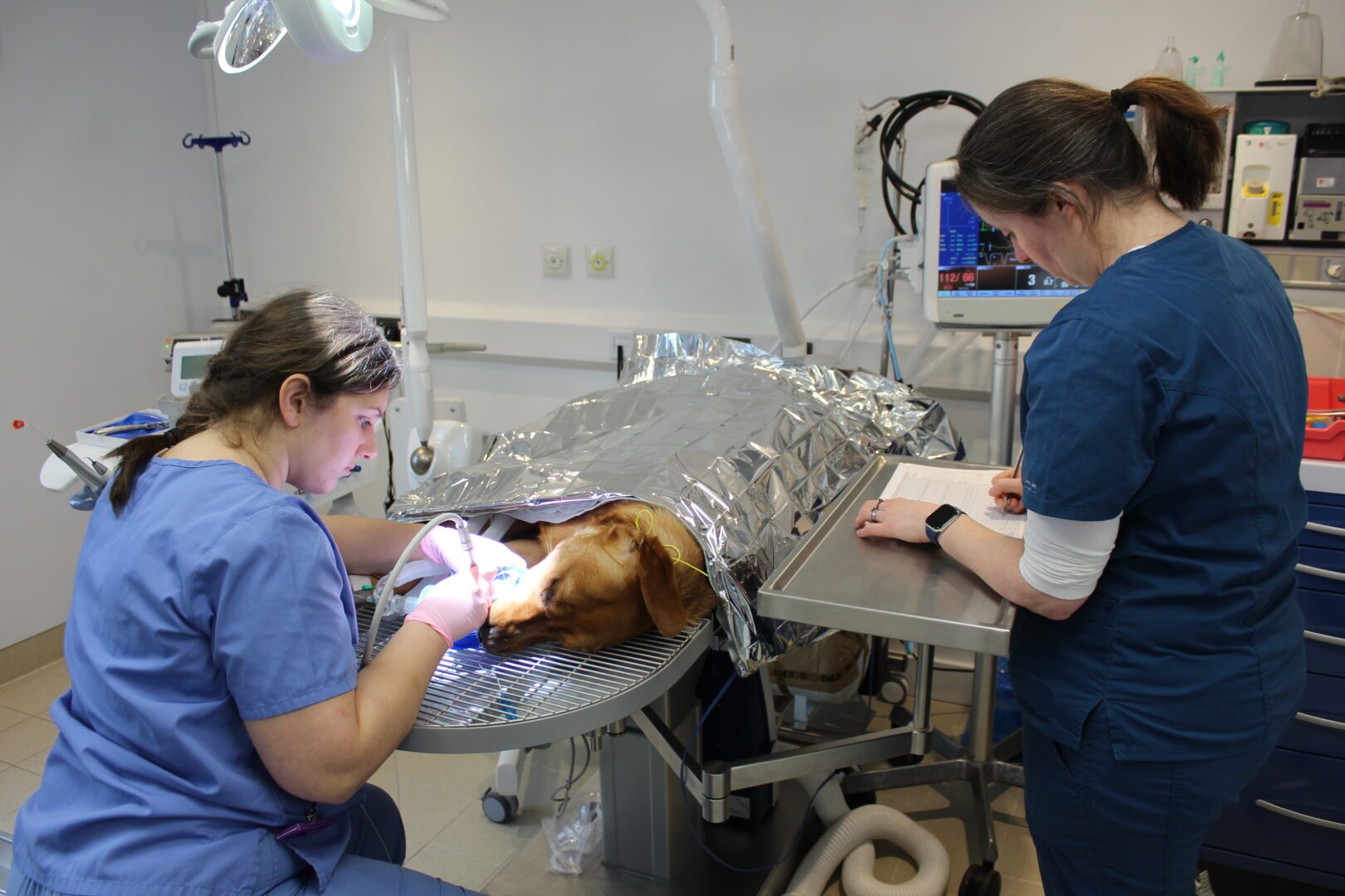 Labrador dog having root canal dental surgery