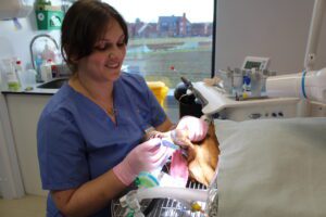 Labrador dog having tooth impression taken for a crown