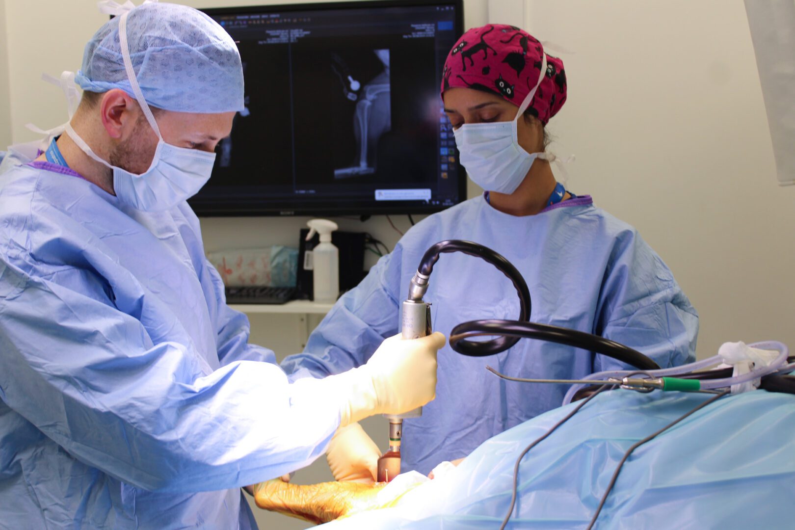 Veterinary specialist performing TPLO surgery in theatre