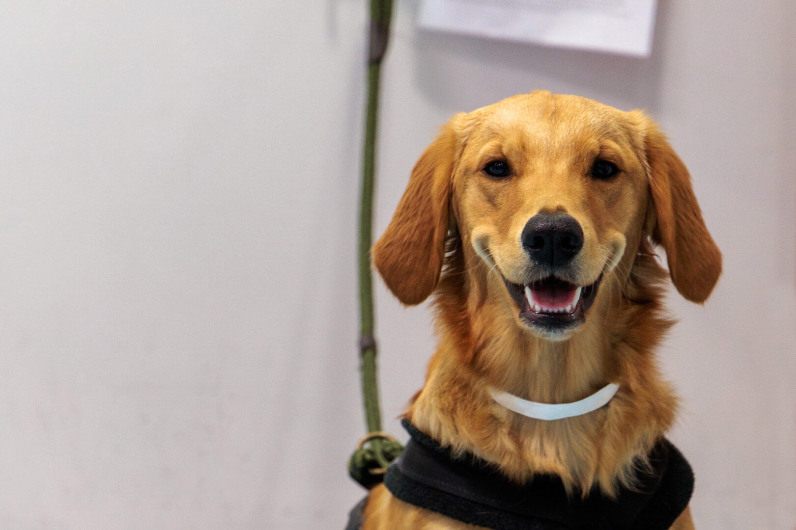 Happy Golden Retriever