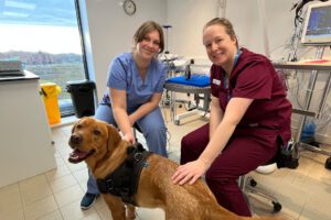 Dental surgeon and veterinary care assistant with fox red Labrador patient