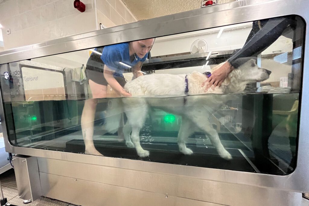 Golden Retriever having hydrotherapy on an underwater treadmill at Fitzpatrick Referrals