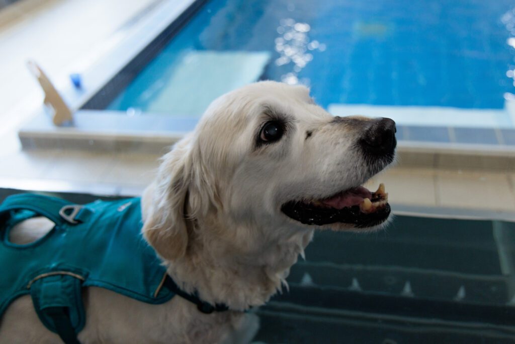 Golden Retriever having hydrotherapy on an underwater treadmill at Fitzpatrick Referrals