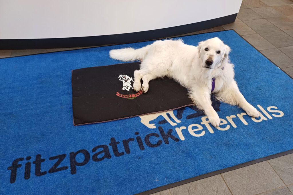 A 17 year old Golden Retriever relaxing on a blue Fitzpatrick Referrals rug in reception after a hydrotherapy appointment