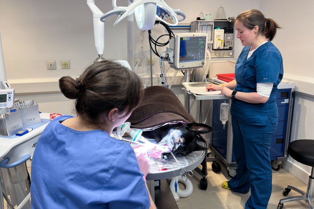 Registered veterinary nurse monitoring a dog's general anaesthetic