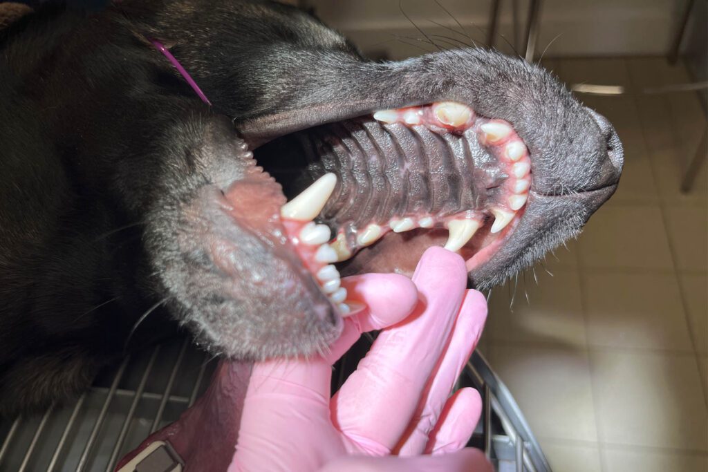 Close-up of a dog's teeth showing a chipped upper right canine tooth