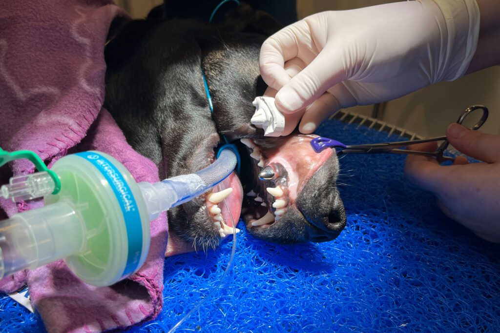 An intubated dog with new crown on his canine tooth and the dental impression used to manufacture it