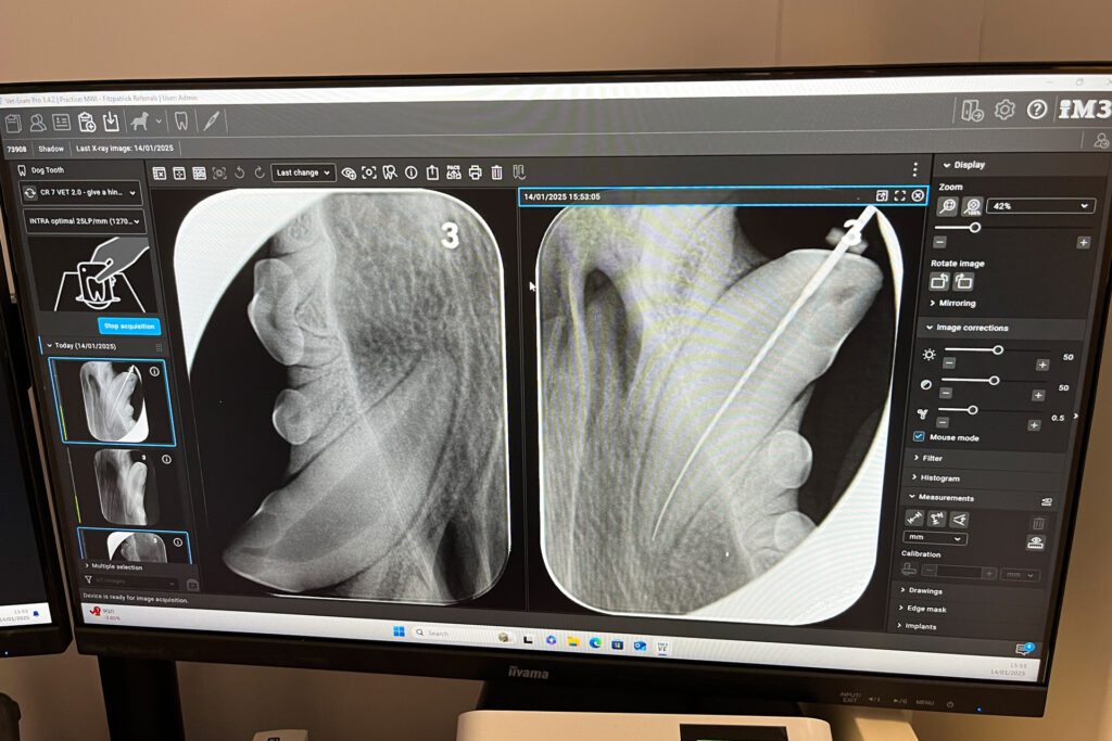 X-ray images of a dog's canine tooth during root canal