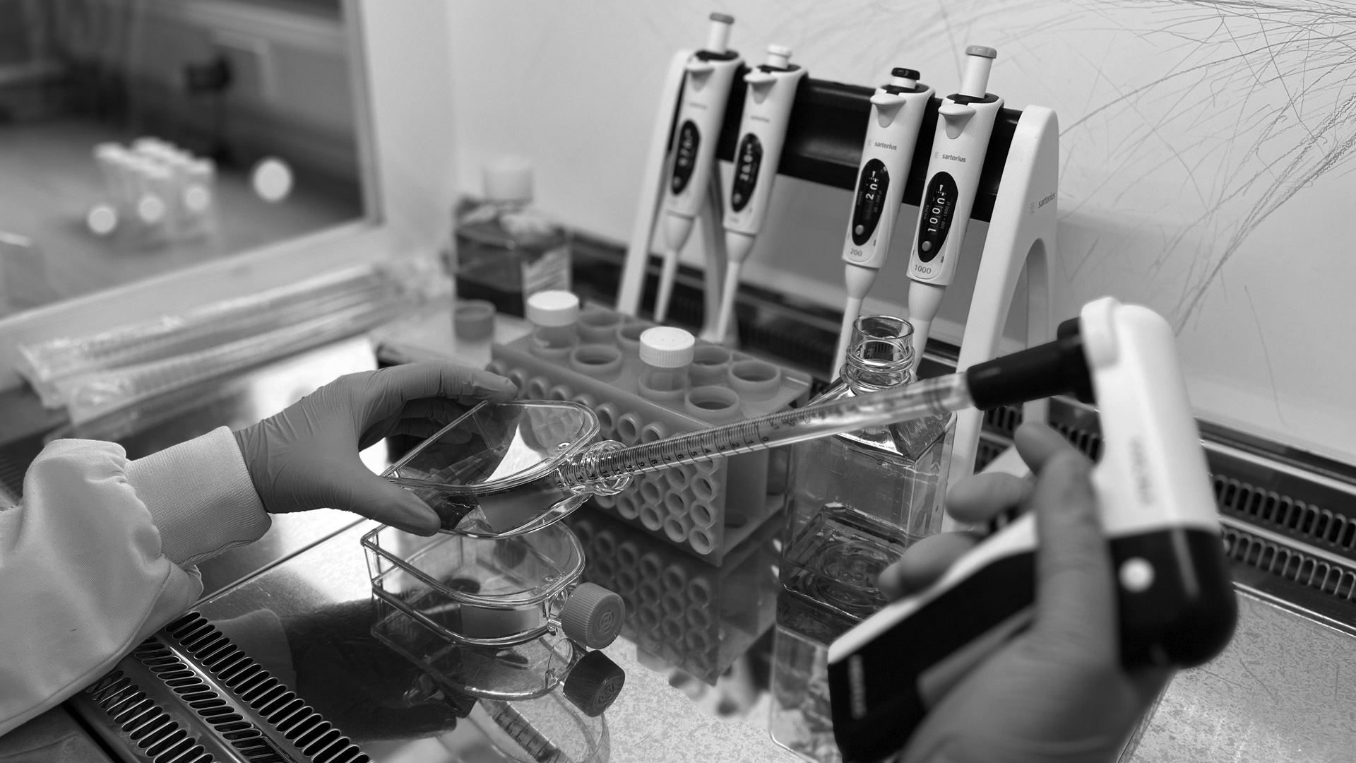 Stem cells being processed in the laboratory at Fitzpatrick Referrals