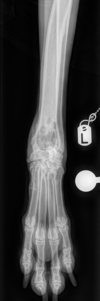 Radiograph of an osteolytic distal radial tumour (osteosarcoma) in a Weimaraner dog