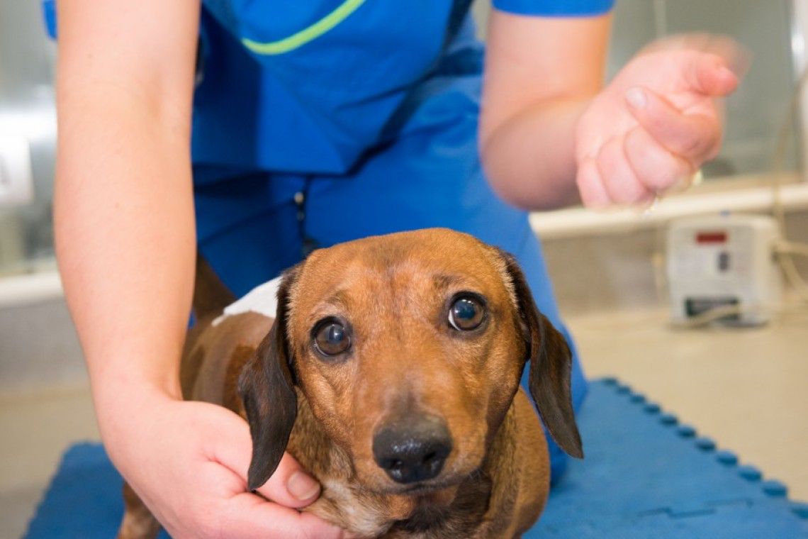 dachshund herniated disc recovery without surgery