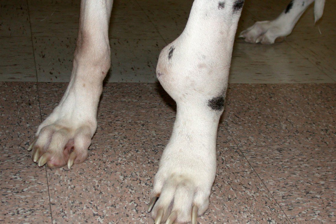 Distal Radial OSA In A Dalmation 1140x760 