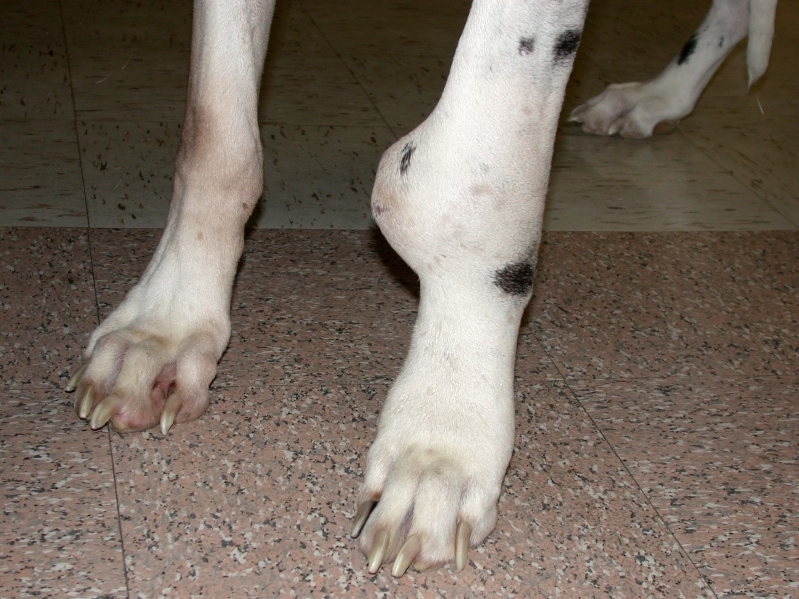 squamous cell carcinoma dog paw