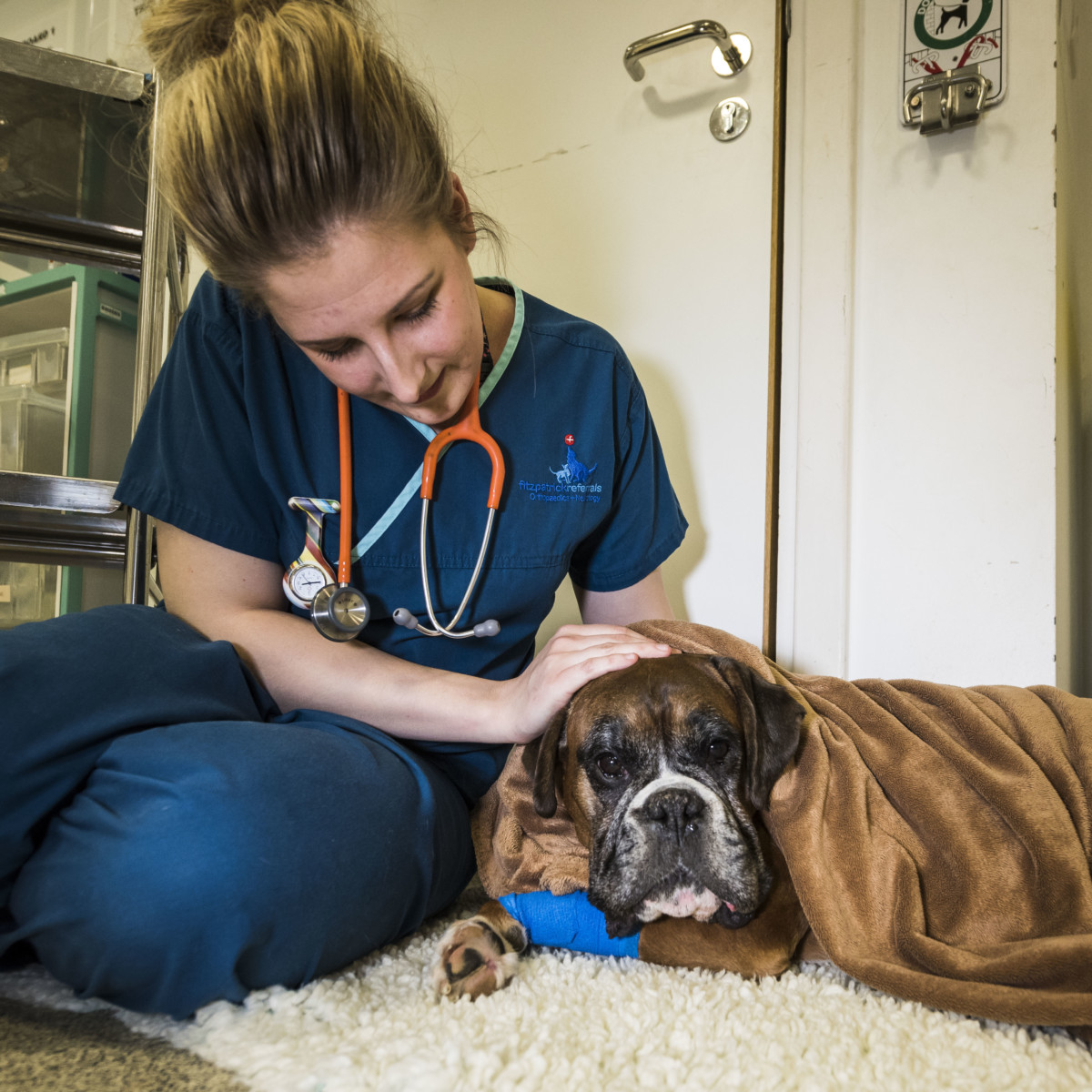 veterinary home visits