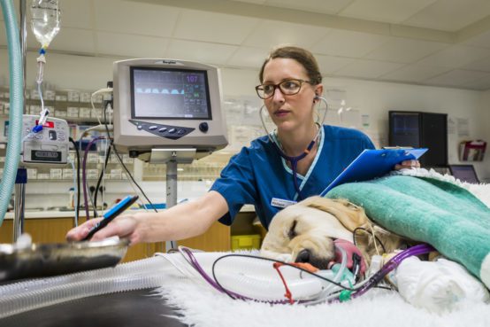 In conversation with our Veterinary Nurses - Blog - Fitzpatrick Referrals