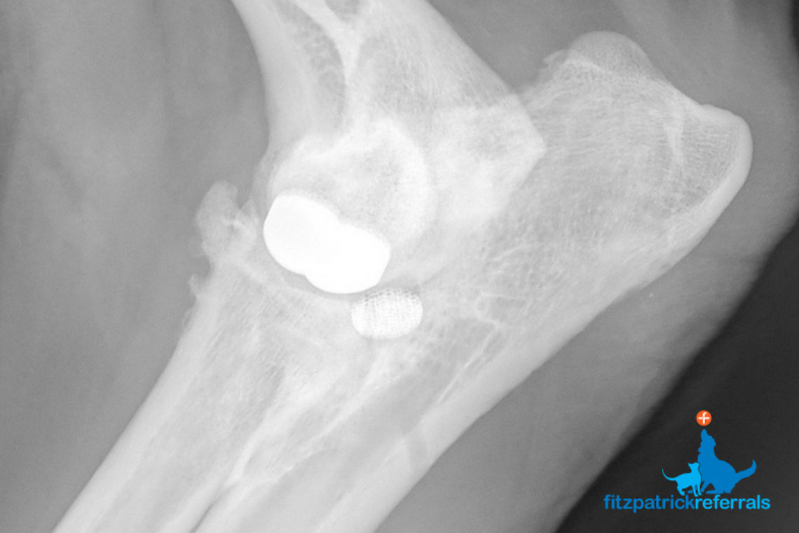 Spotlight On Canine Developmental Elbow Disease Elbow Dysplasia