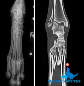 hock ocd dissecans osteochondritis diagnosed fitzpatrick referrals