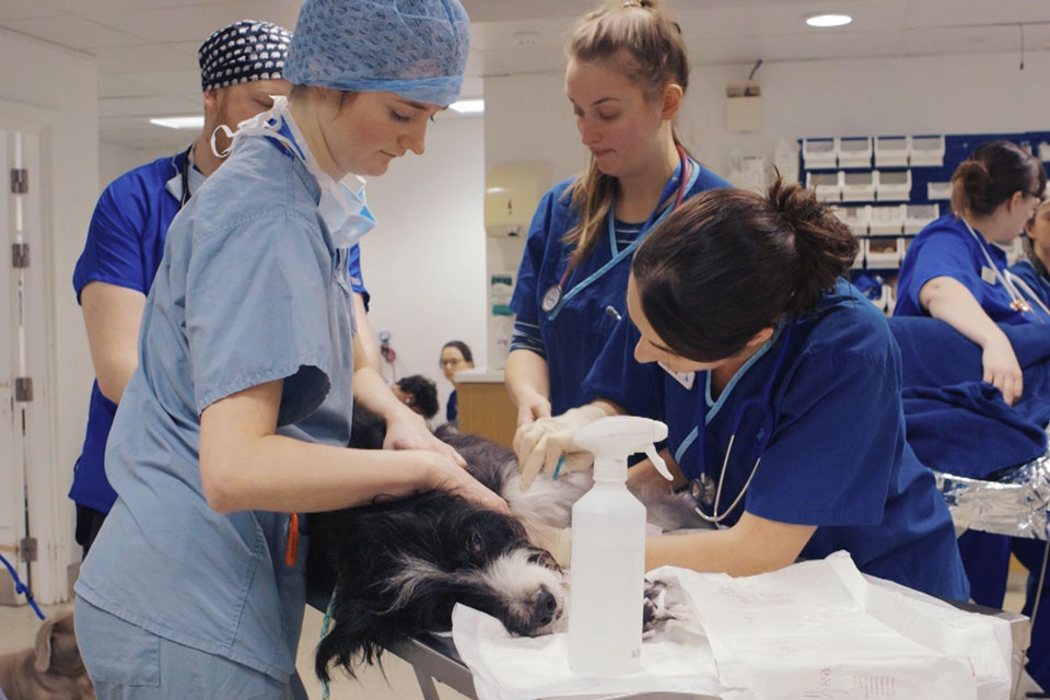 Fitzpatrick Referrals showcases nursing opportunities for Veterinary  Nursing Awareness Month 2019 - Fitzpatrick Referrals